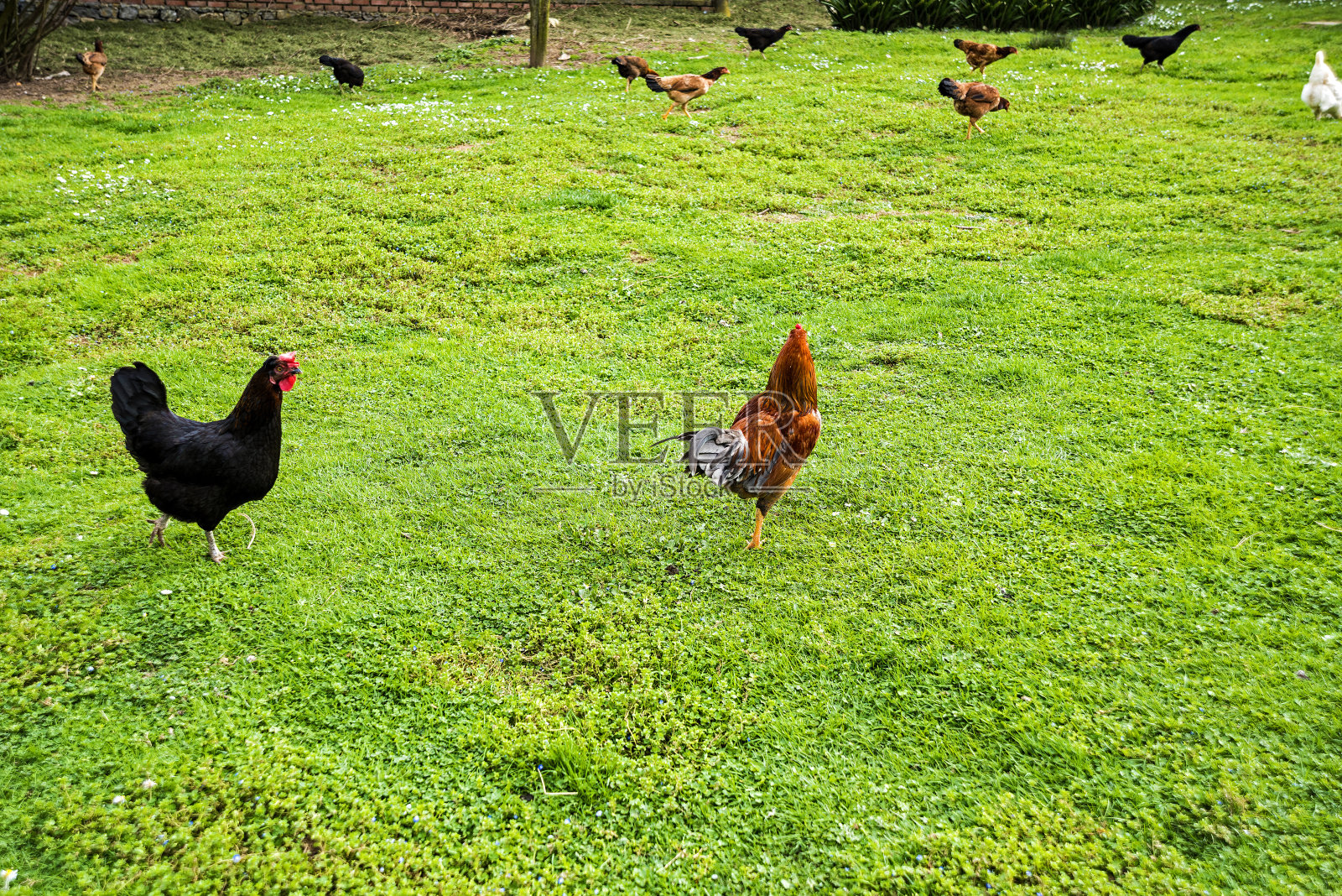 在有机农场放养觅食的鸡照片摄影图片