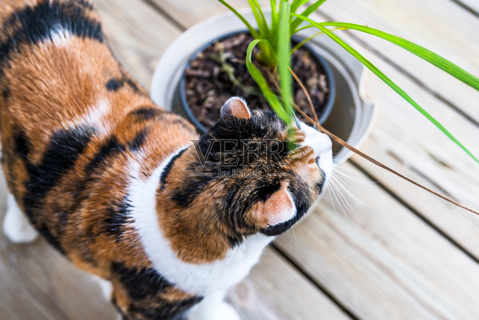 印花布猫嗅嗅绿色龙血草植物的特写在露台，露台，室外花园房子在地板上，阳光灿烂的日子，脸照片摄影图片