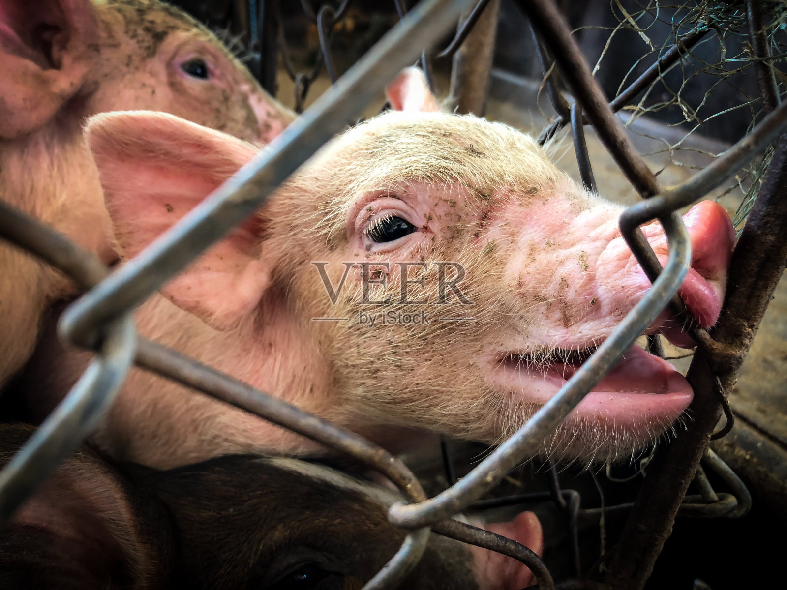 小猪被关在笼子里。照片摄影图片