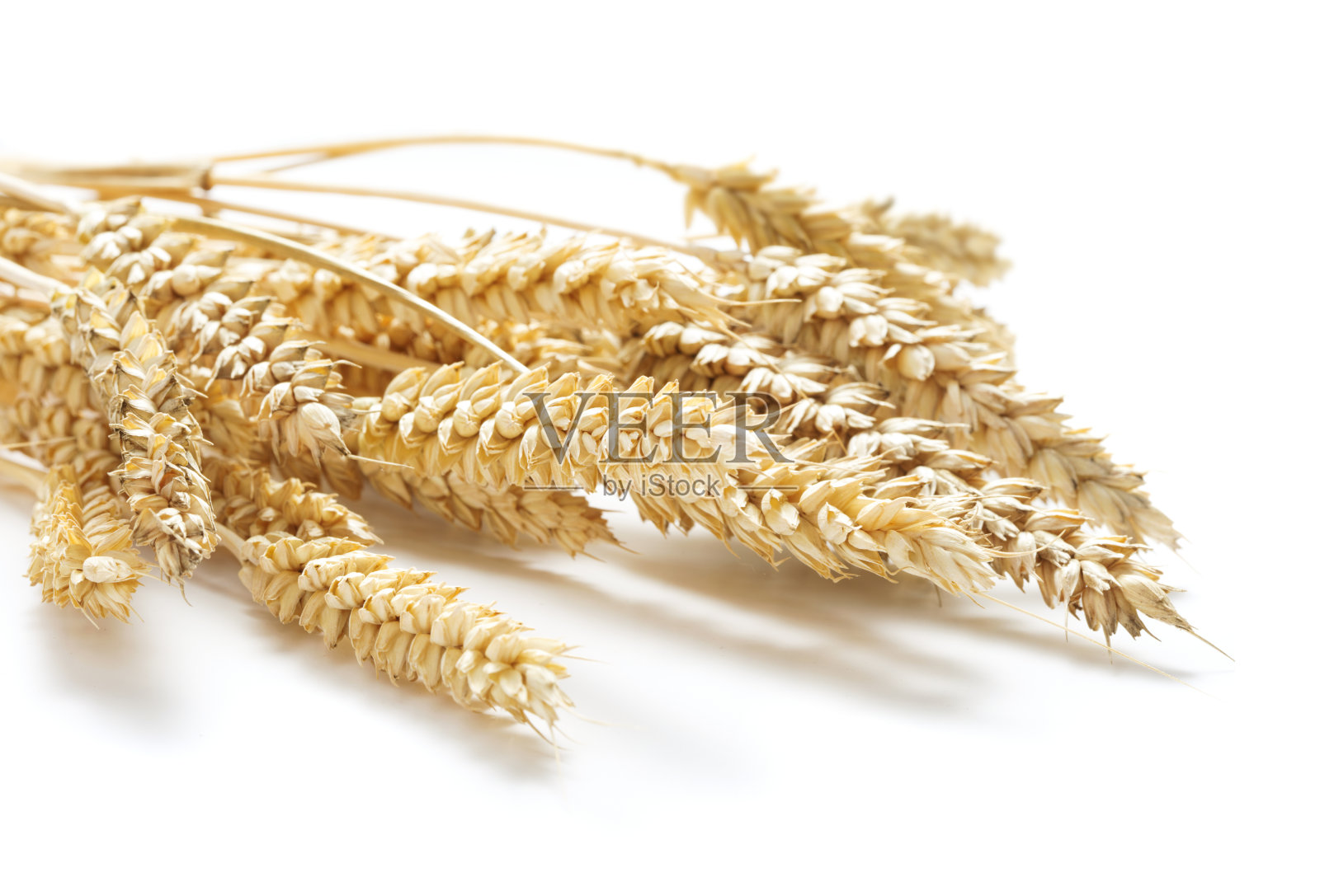 在白色背景上孤立的一捆成熟的小麦穗照片摄影图片