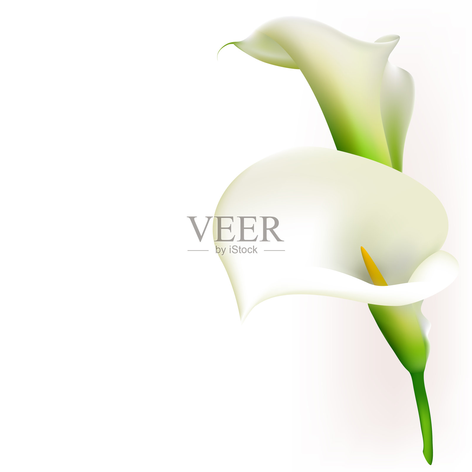 卡拉斯。花。花的背景。白色花束。边境。设计元素图片