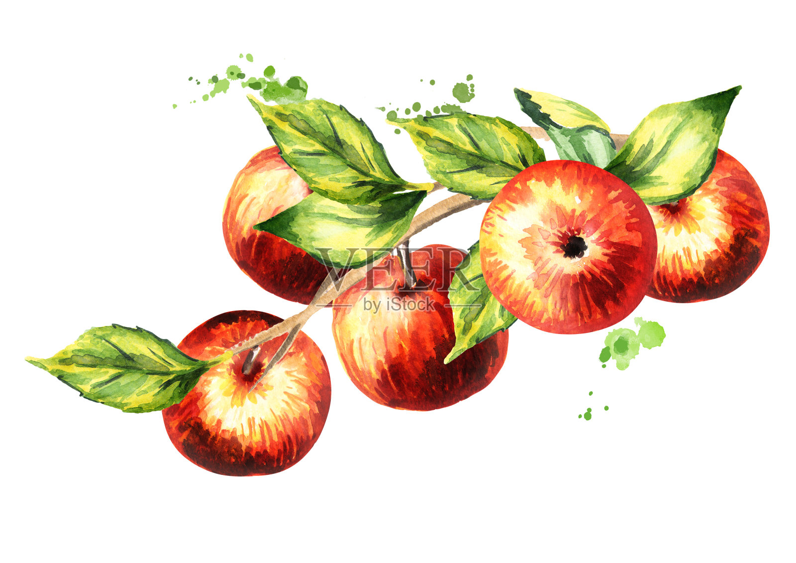 树枝上有红苹果。手绘水彩插图插画图片素材