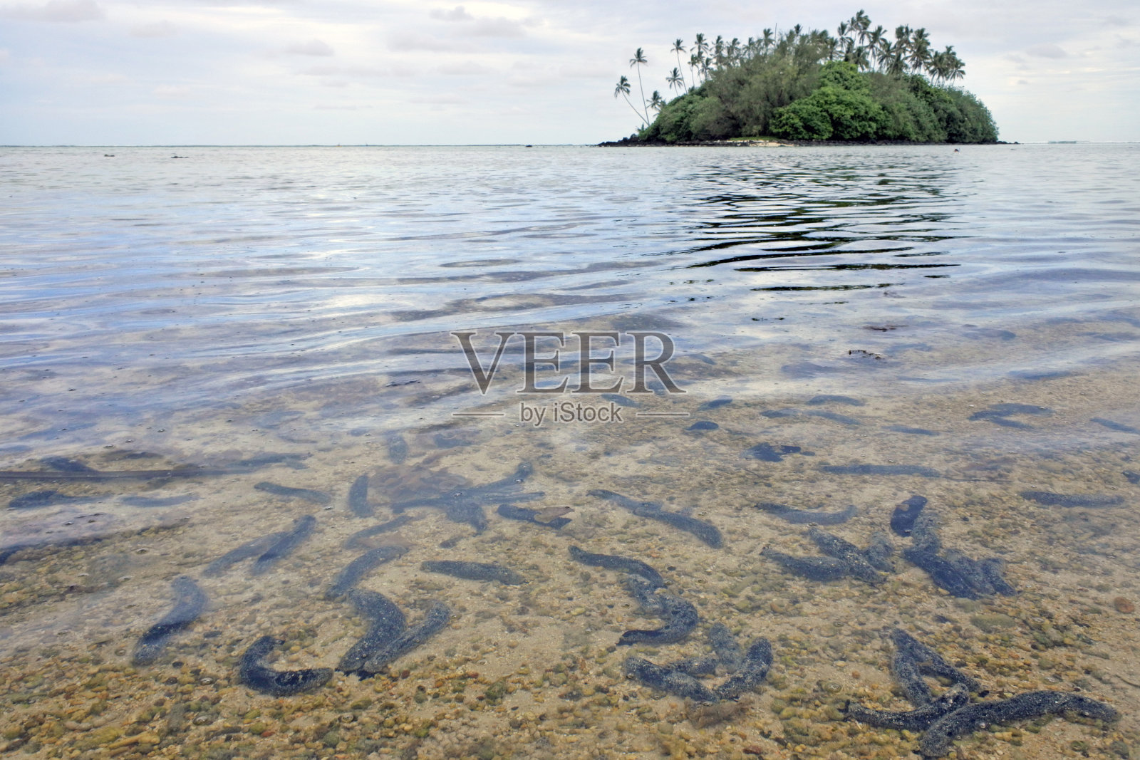 库克群岛拉罗汤加Muri海滩上的海参照片摄影图片