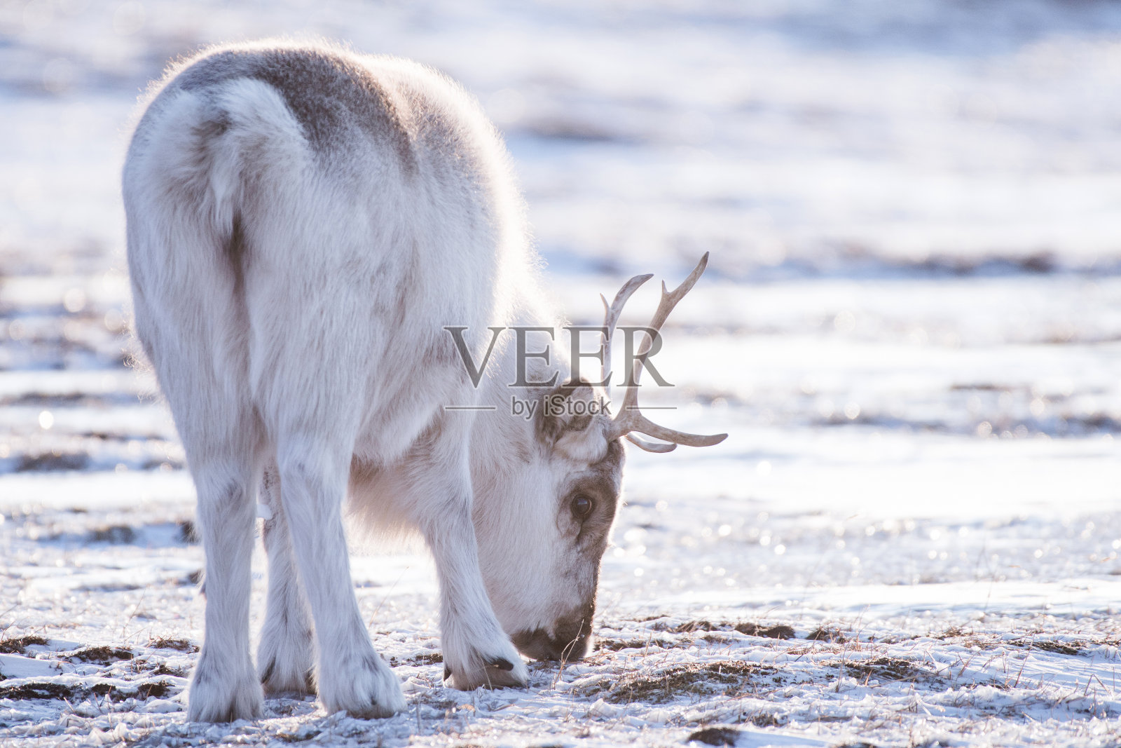 野生驯鹿。冬天的斯瓦尔巴特群岛。在挪威的雪地里有巨大的鹿角。斯匹次卑尔根群岛的野生动物场景照片摄影图片