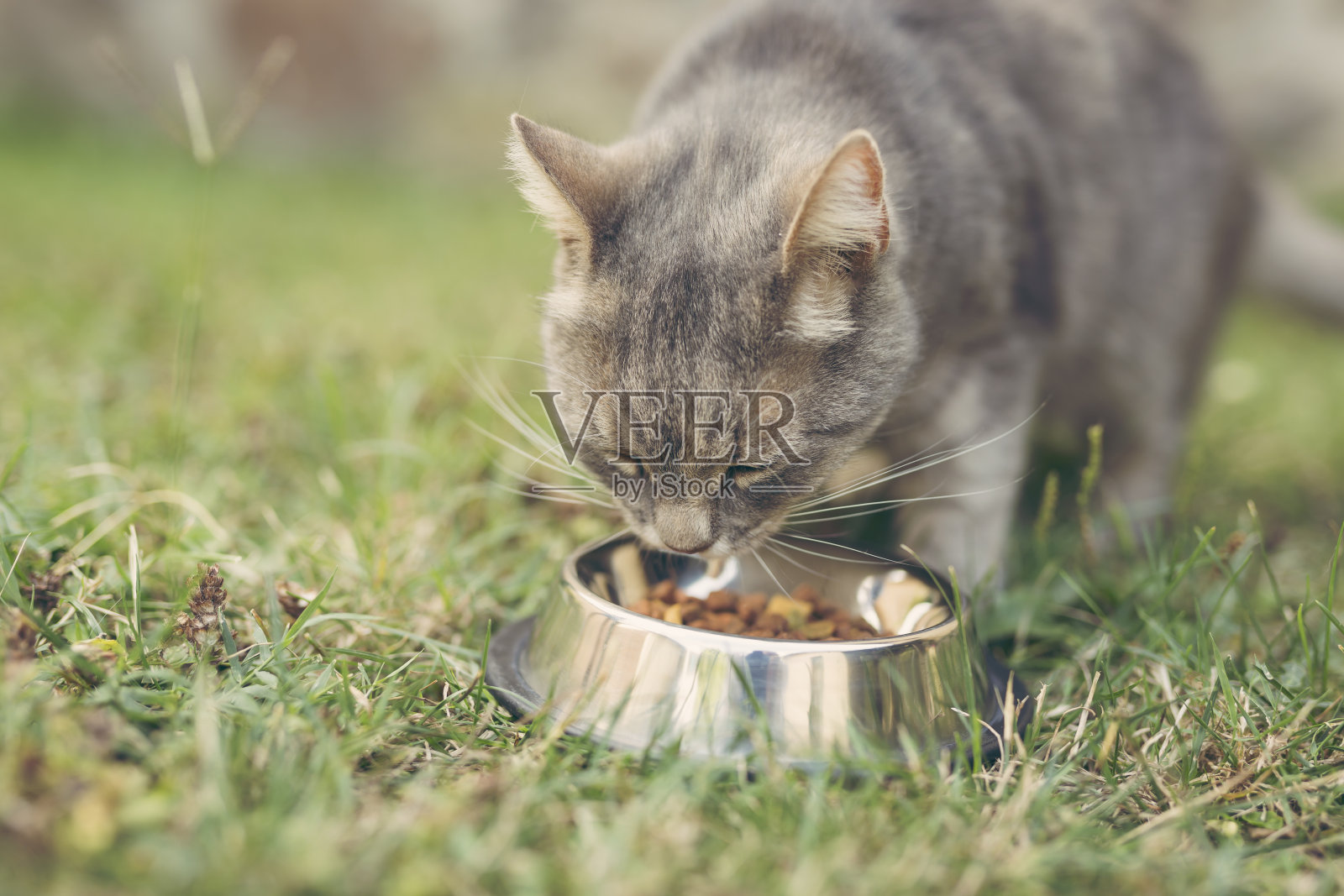 猫喂食照片摄影图片