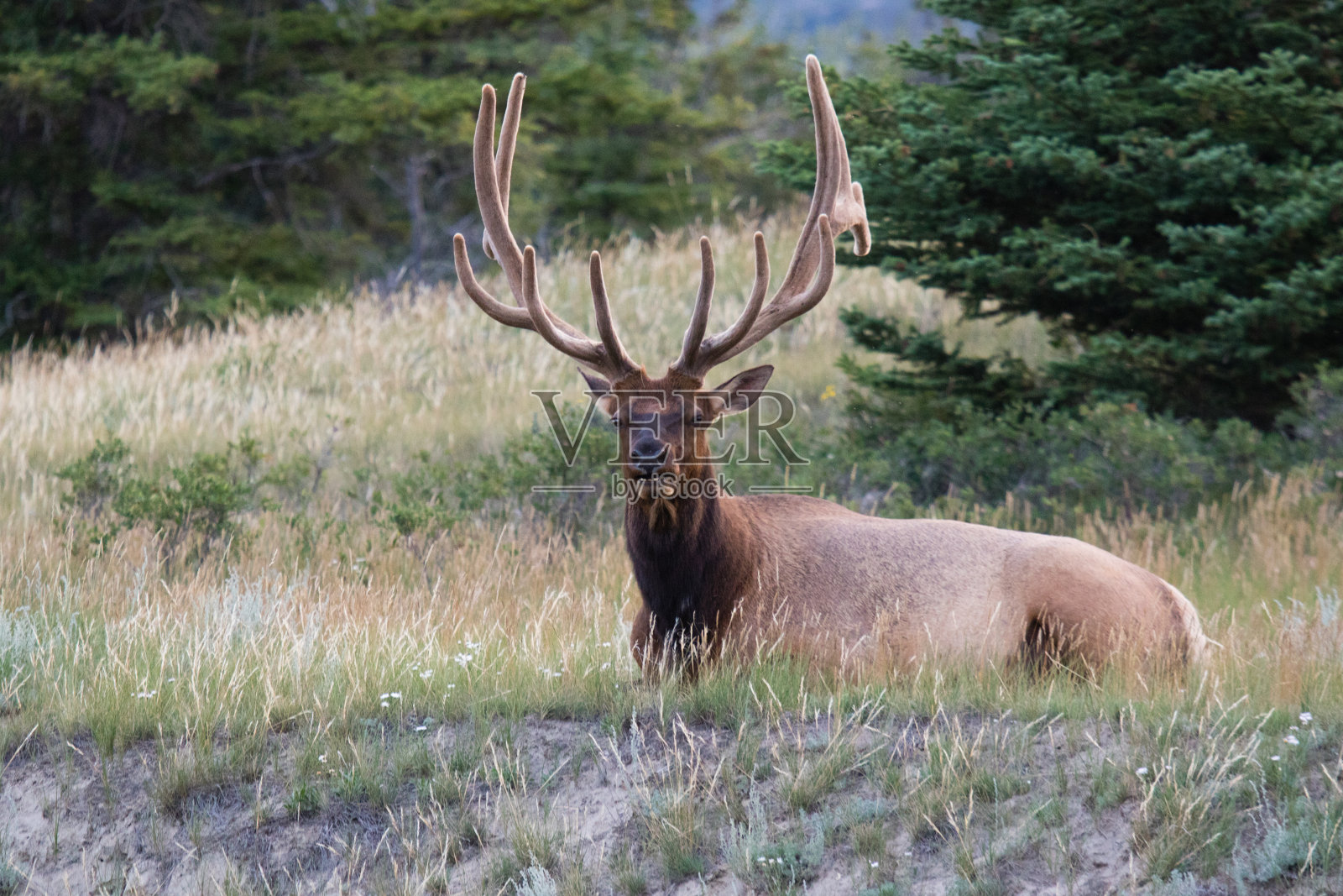 加拿大阿尔伯塔省贾斯帕国家公园的野草中，公麋鹿带着华丽的鹿架休息。照片摄影图片
