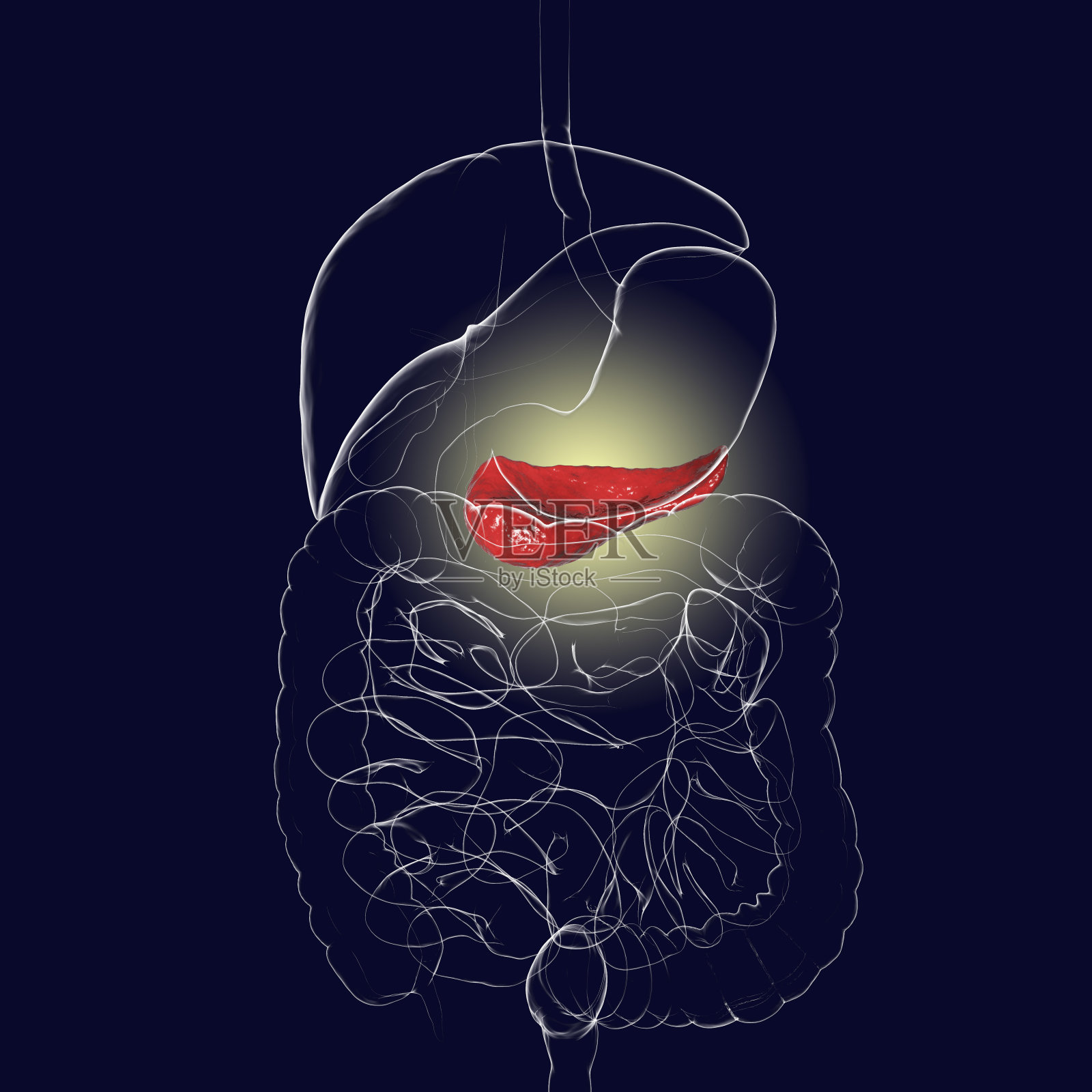 人类胰腺解剖照片摄影图片