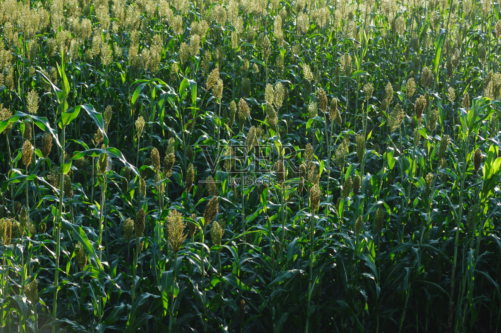 乔瓦谷高粱作物在田间生长照片摄影图片