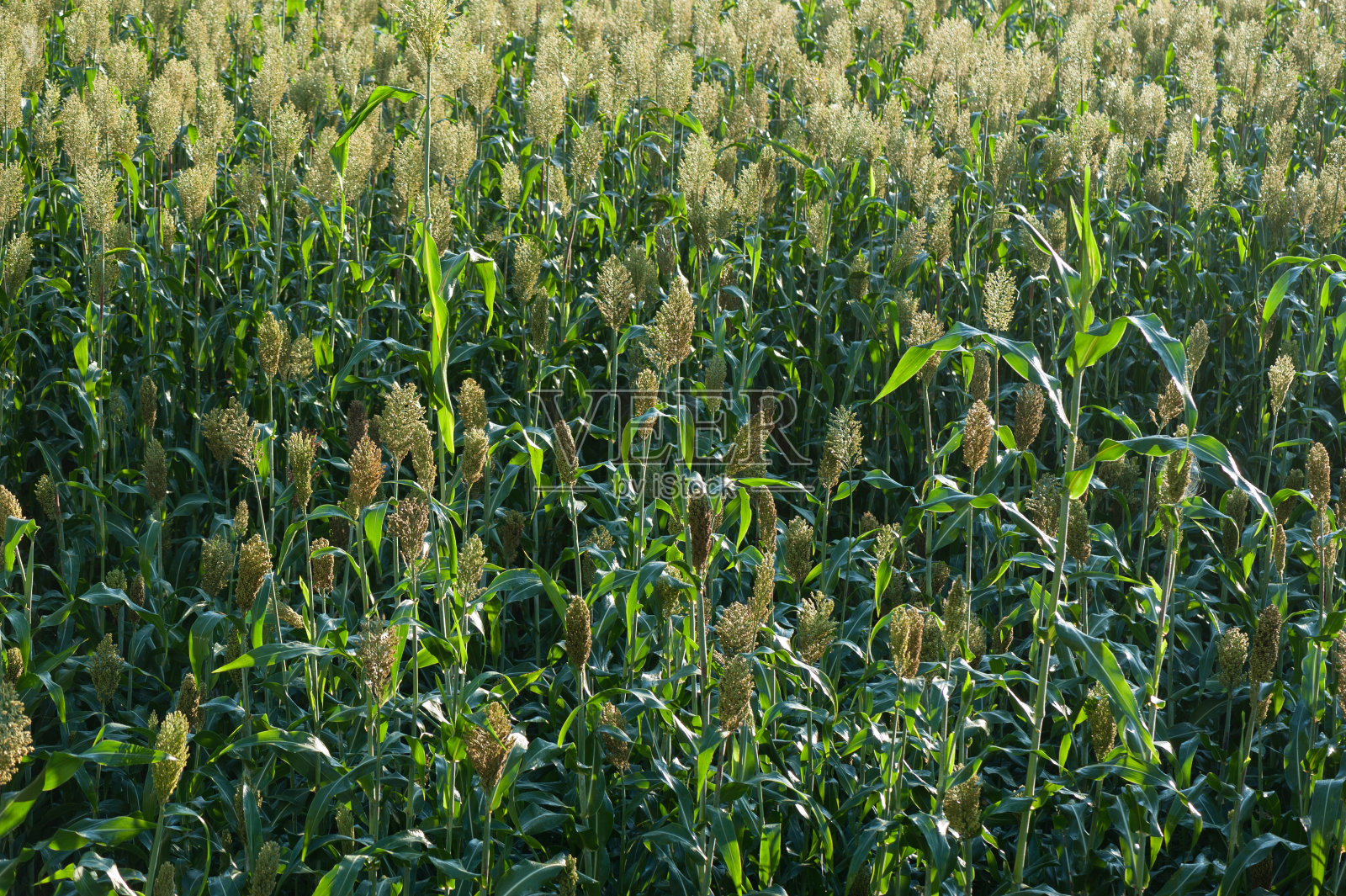 乔瓦谷高粱作物在田间生长照片摄影图片
