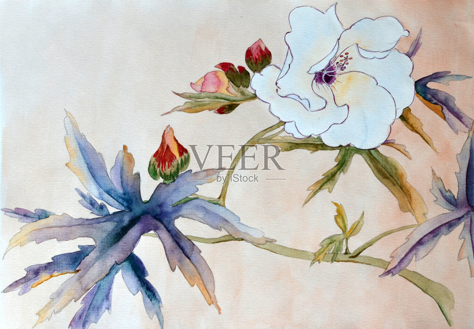 白木槿花，水墨画插画图片素材