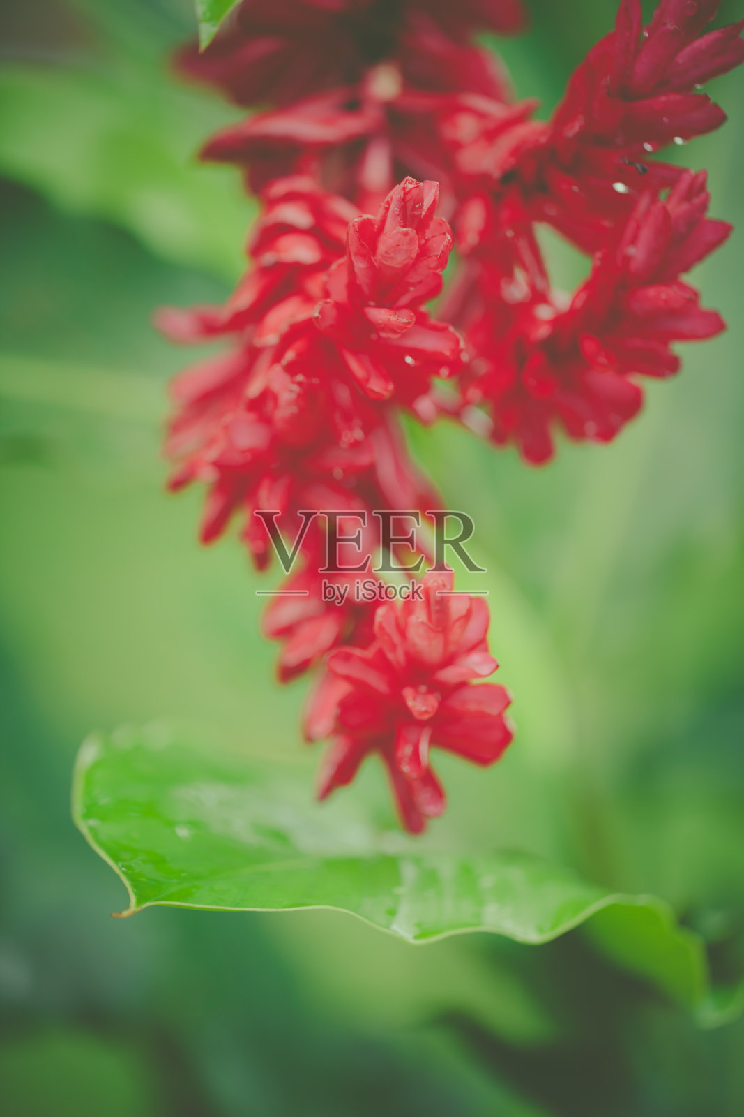 红姜，哥斯达黎加热带花照片摄影图片
