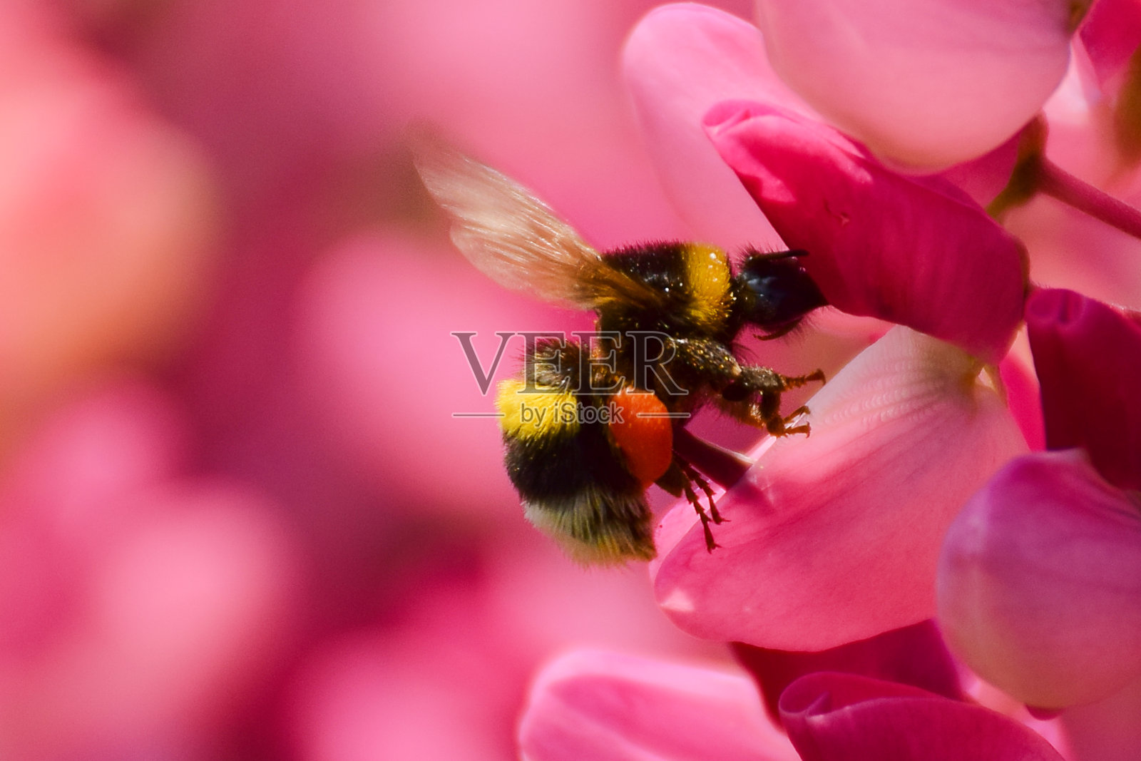 蜜蜂照片摄影图片