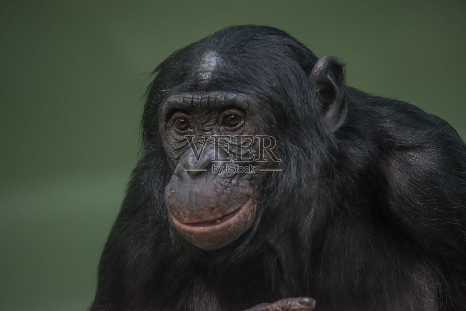 滑稽而情绪化的倭黑猩猩肖像，特写照片摄影图片