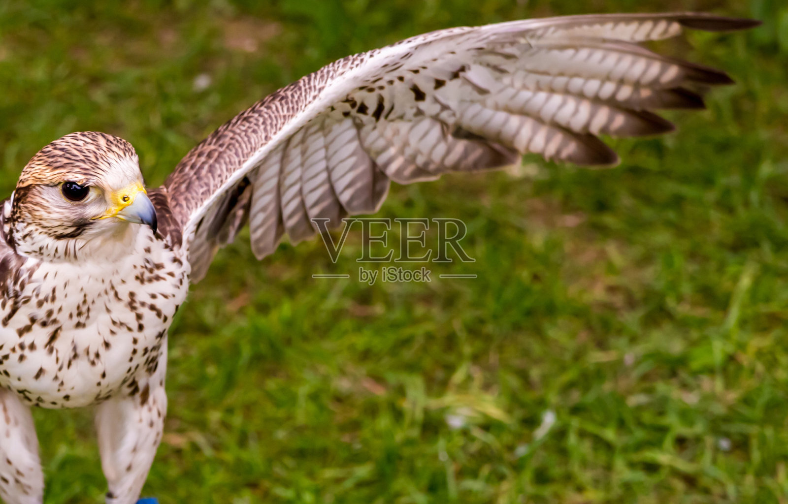 在草地的背景下，一只翅膀伸直的鹰准备起飞，它仔细地看着镜头照片摄影图片