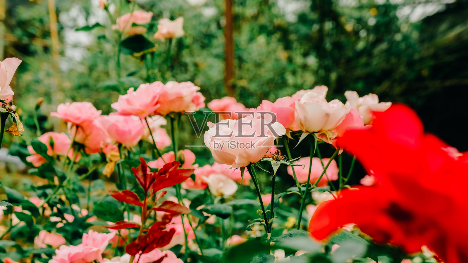 玫瑰和玫瑰花蕾照片摄影图片