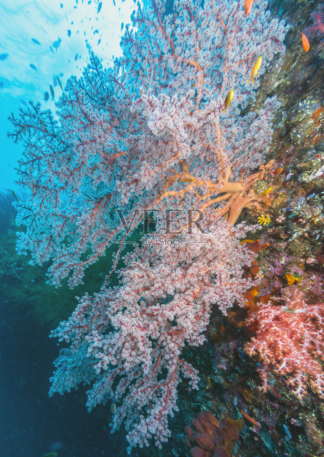 巴厘岛海岸外的珊瑚礁照片摄影图片