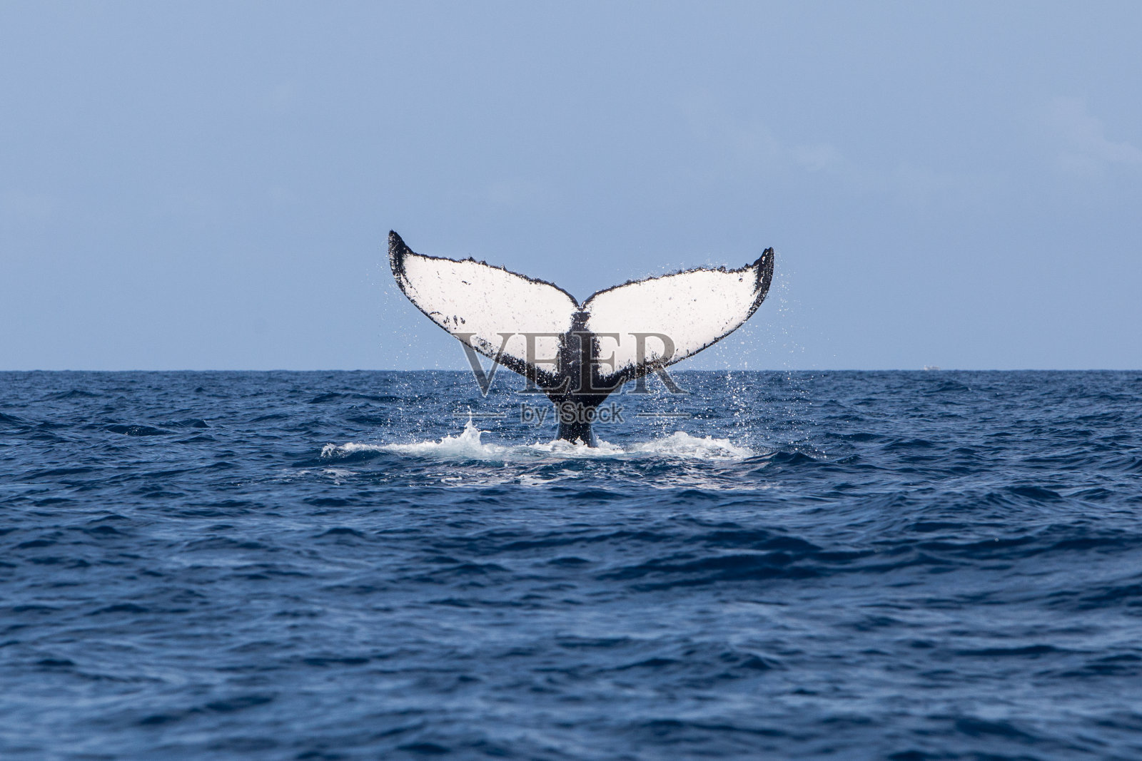 座头鲸的尾巴照片摄影图片