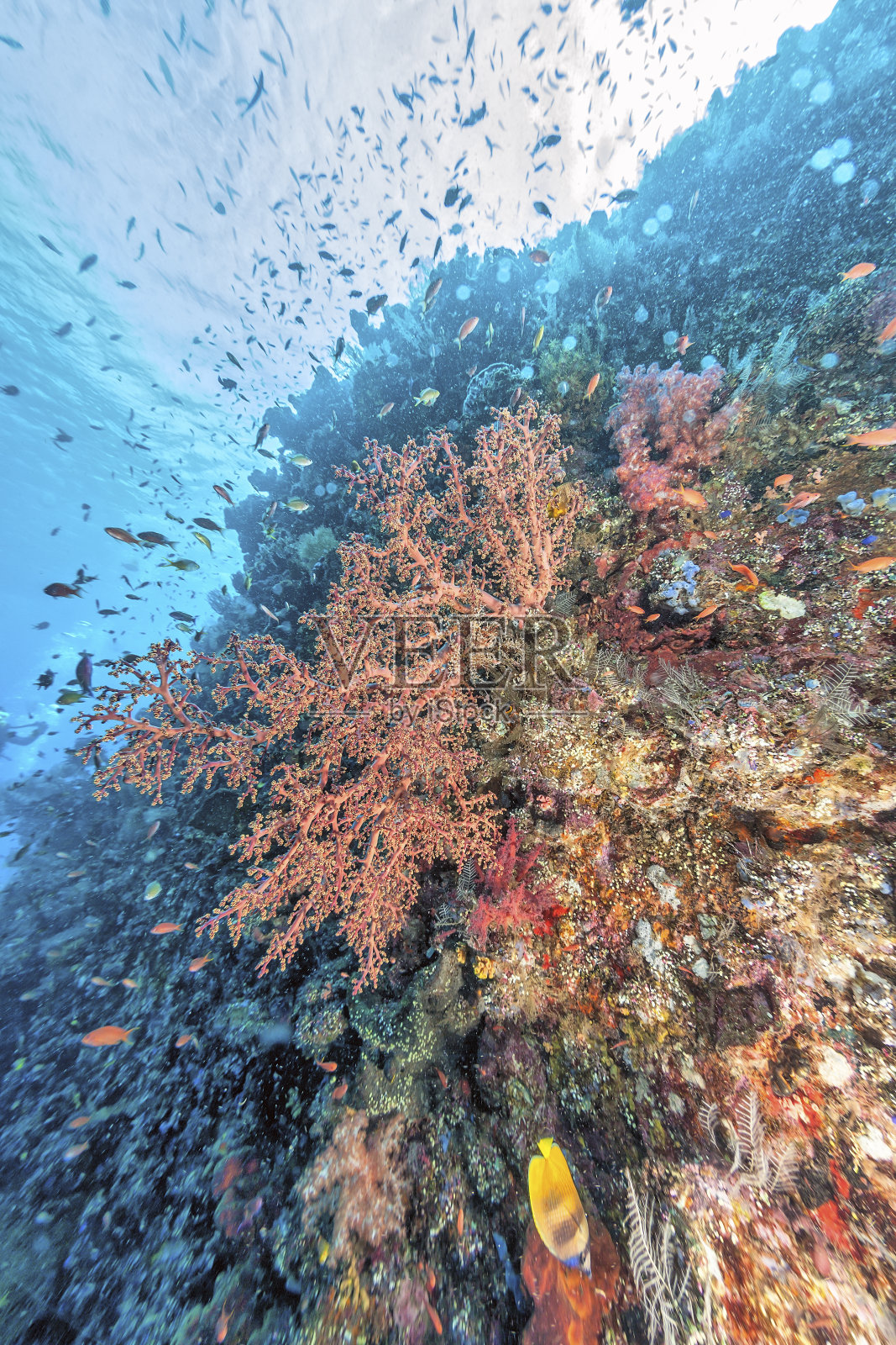 巴厘岛海岸外的珊瑚礁照片摄影图片
