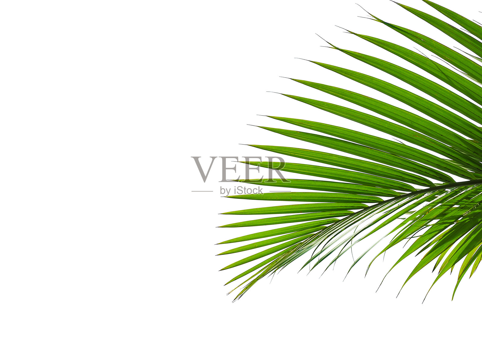 热带棕榈叶孤立在白色上照片摄影图片