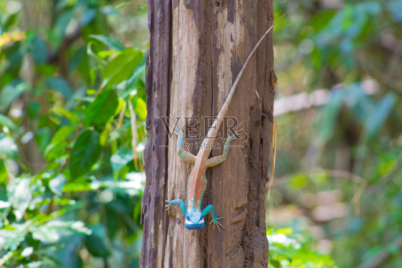 森林里树桩上的蓝色和棕色变色龙。照片摄影图片