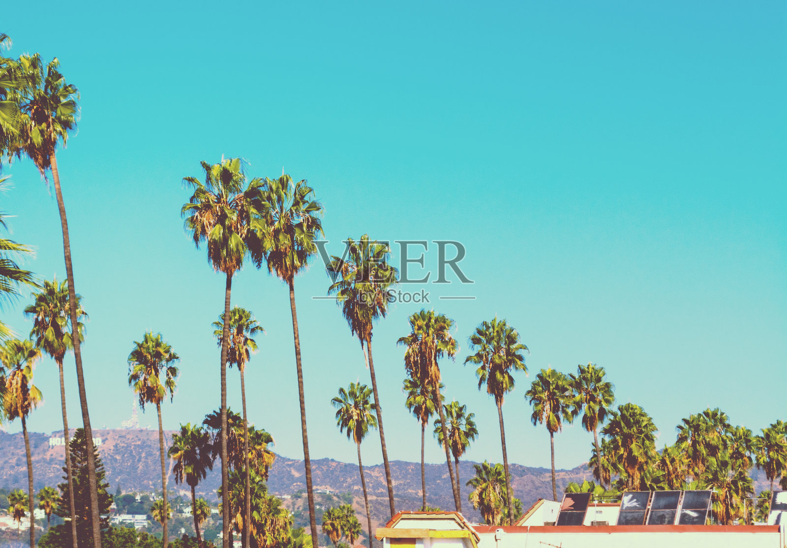 背景上有好莱坞标志的高大棕榈树照片摄影图片