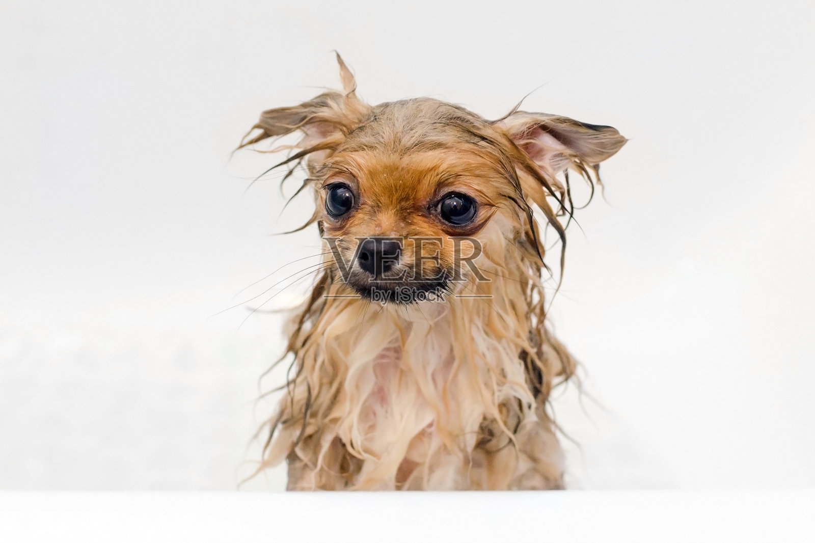 小狗博美犬正在洗澡照片摄影图片