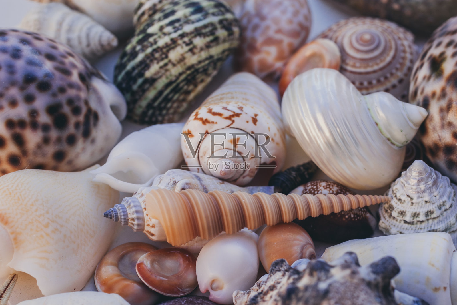 海贝背景。很多不同的贝壳堆在一起。贝壳收藏。许多不同的贝壳的特写视图作为纹理和背景的设计。照片摄影图片