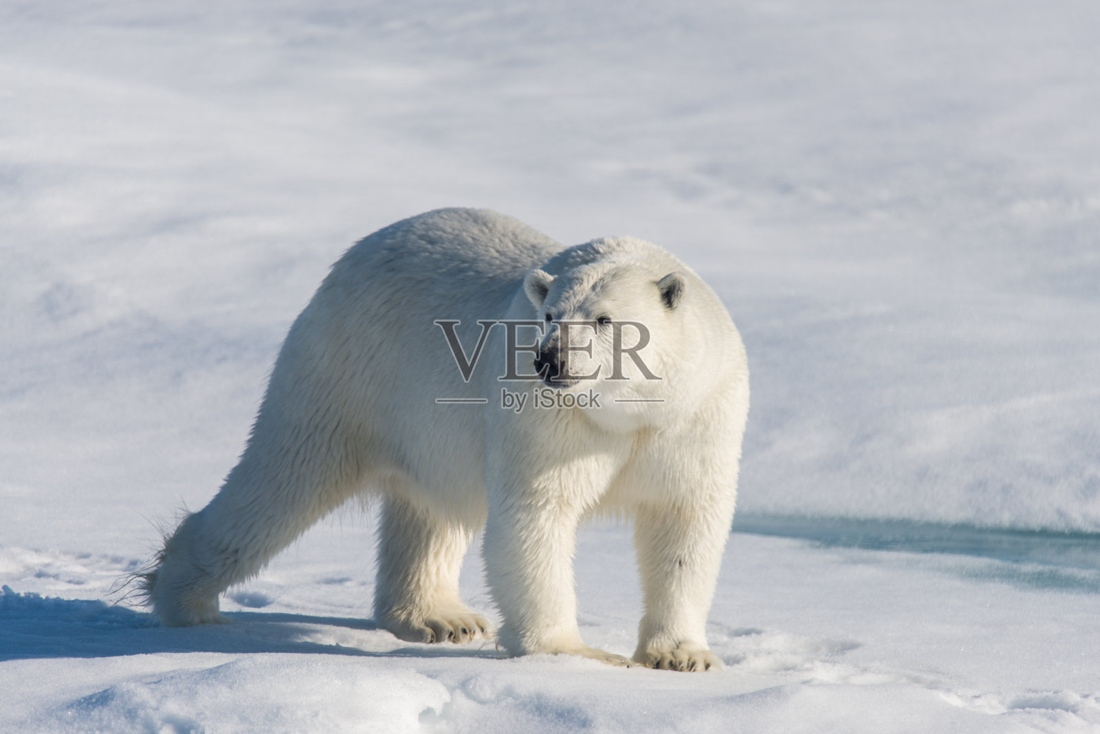 浮冰上的北极熊照片摄影图片