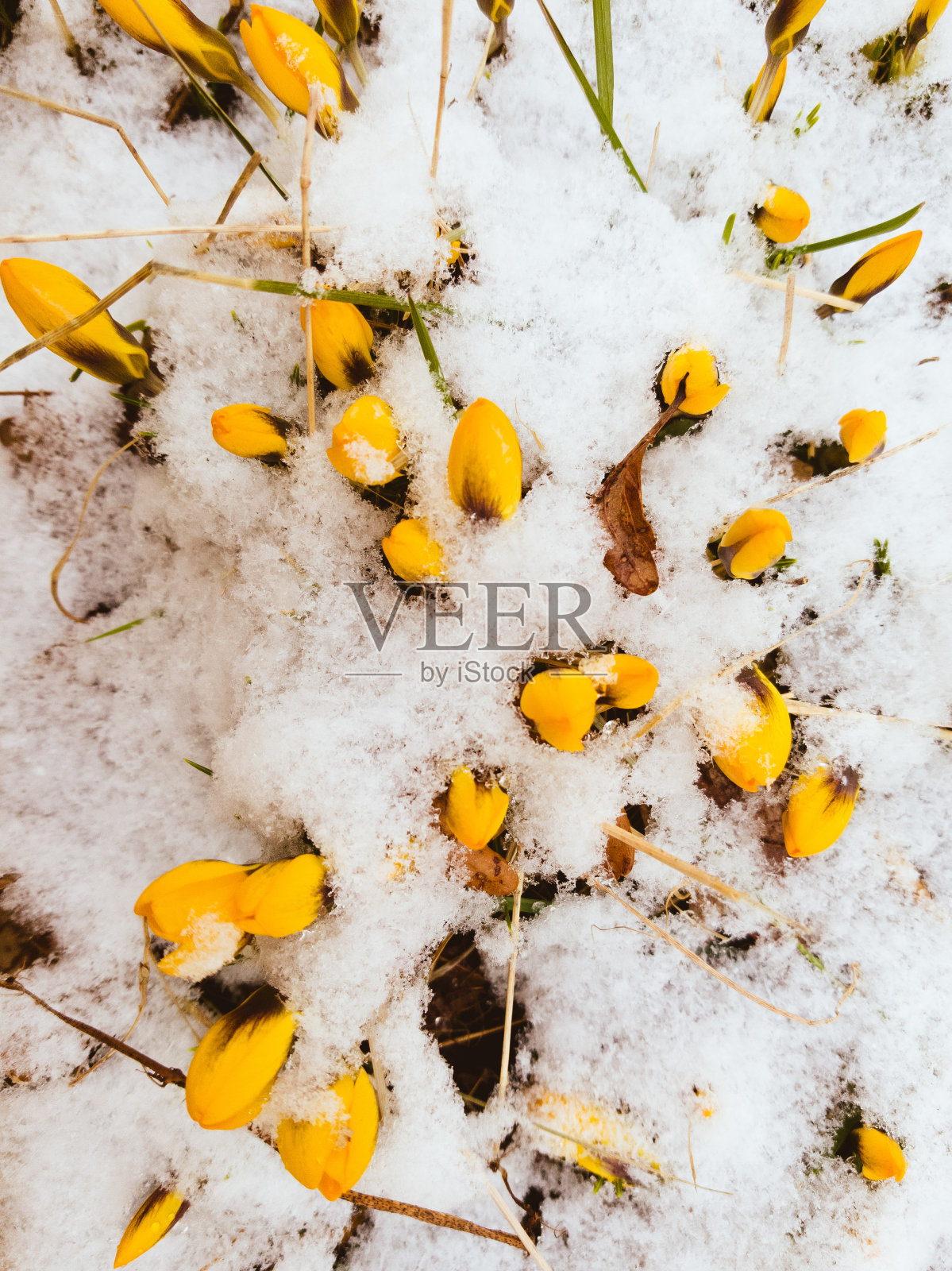 白雪覆盖着盛开的黄色番红花。漫长而寒冷的春天。照片摄影图片