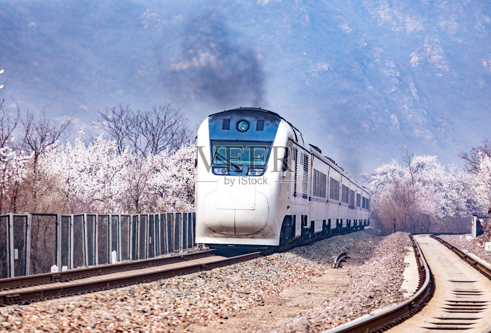 中国北京的火车和樱花树照片摄影图片