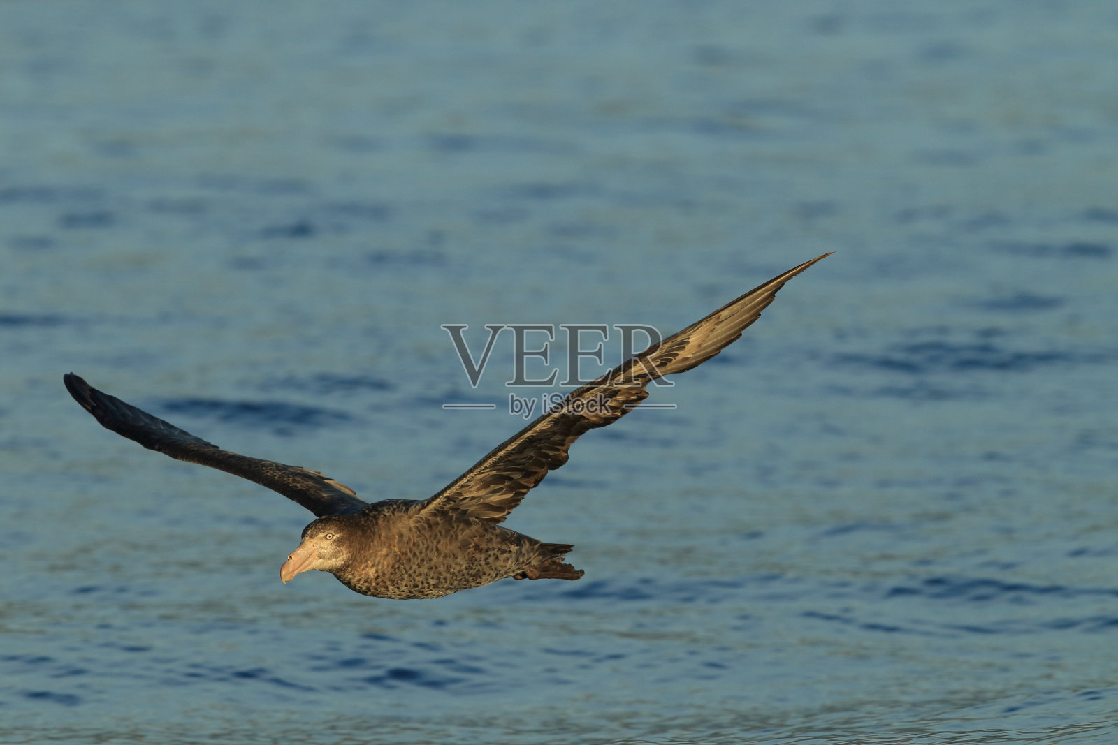 北巨海燕(macroectes halli)新西兰照片摄影图片