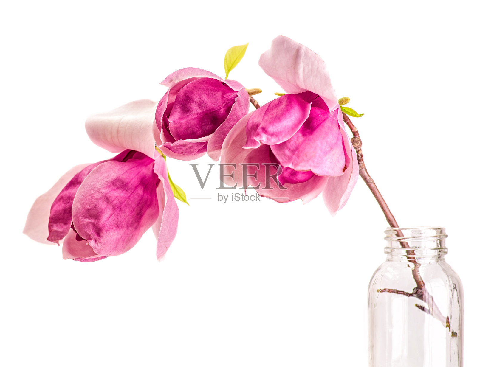 靠近粉红色和紫色的树枝与中国木兰花在一个玻璃瓶与水孤立在白色背景照片摄影图片