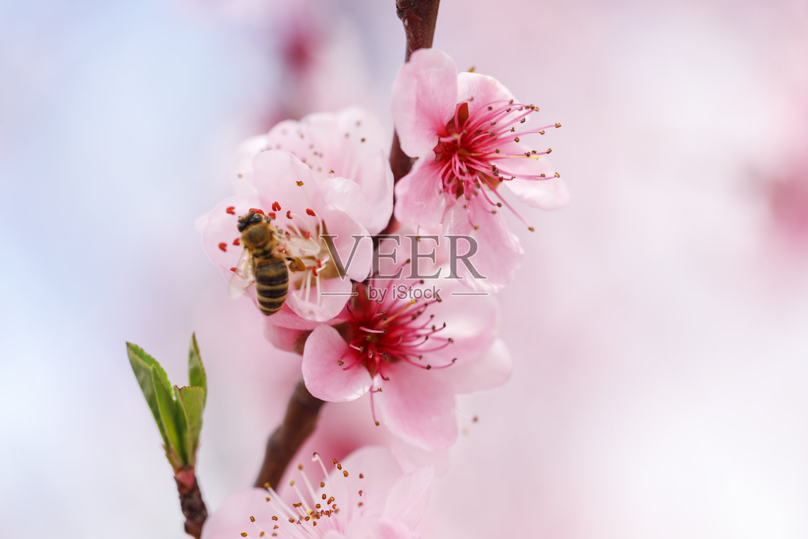 樱花枝上有一只蜜蜂照片摄影图片