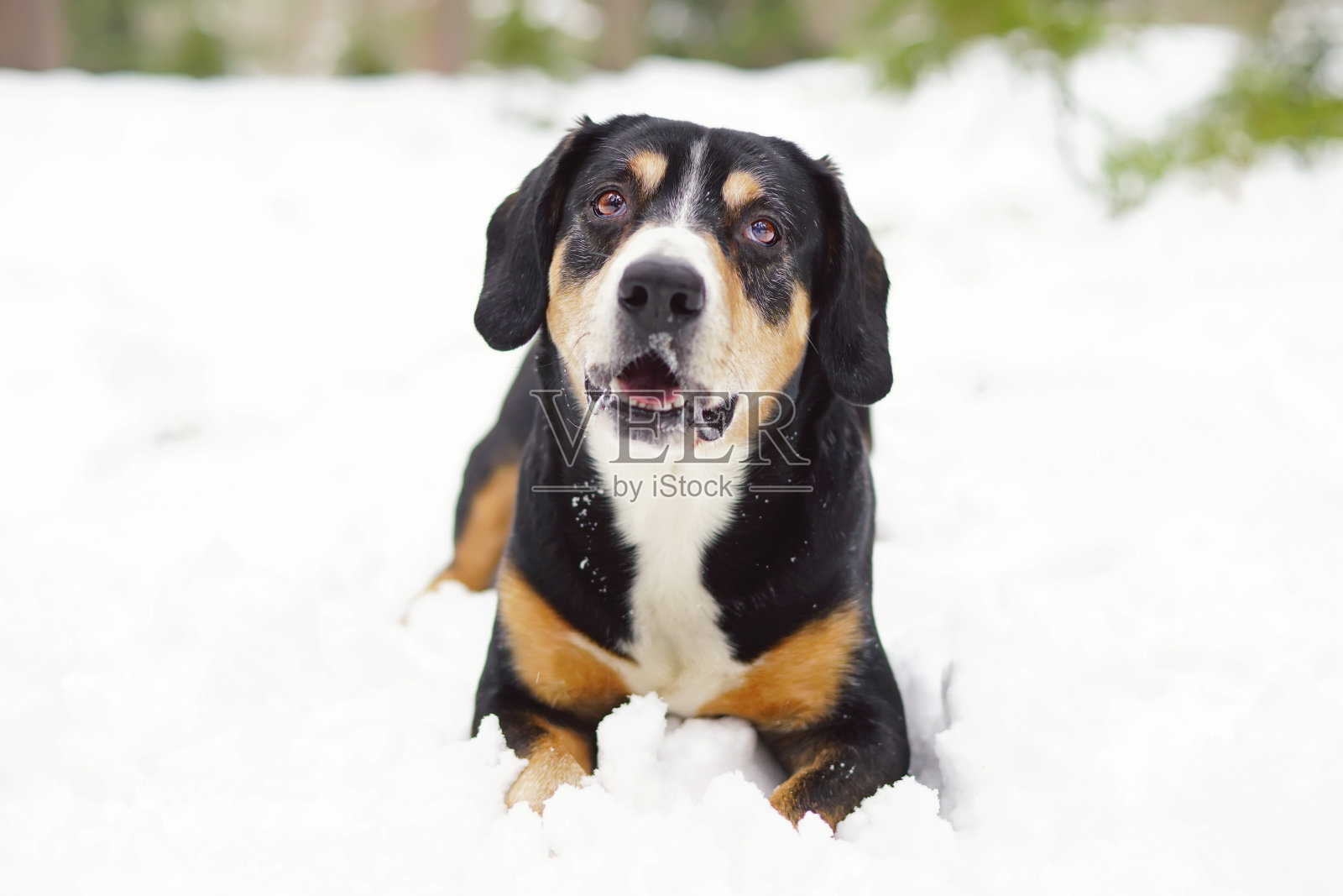 恩特勒布赫山下的狗躺在户外的雪地上照片摄影图片