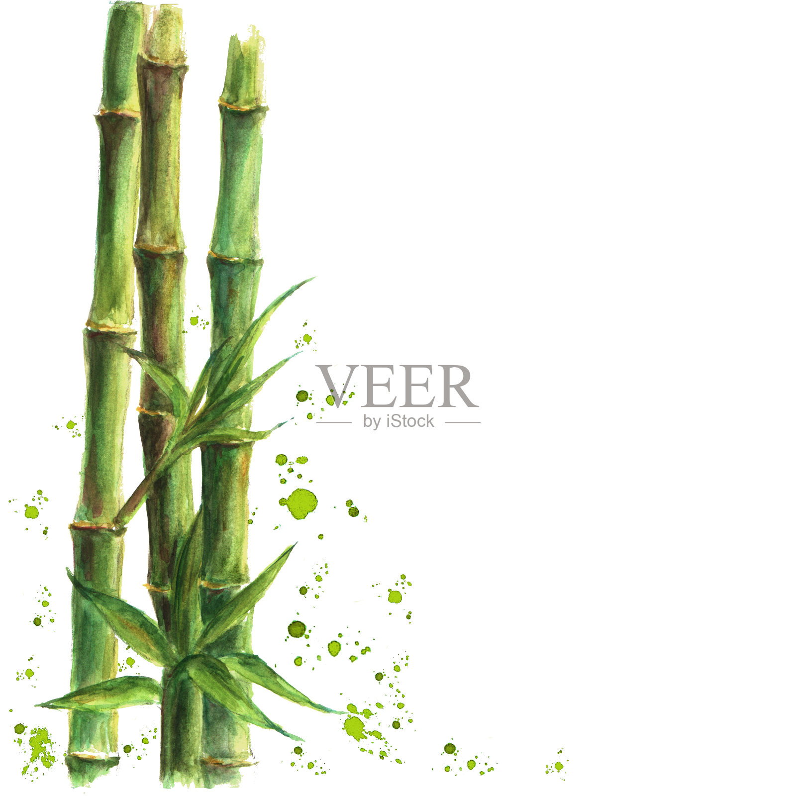 白色背景上孤立的绿色竹类植物设计元素图片