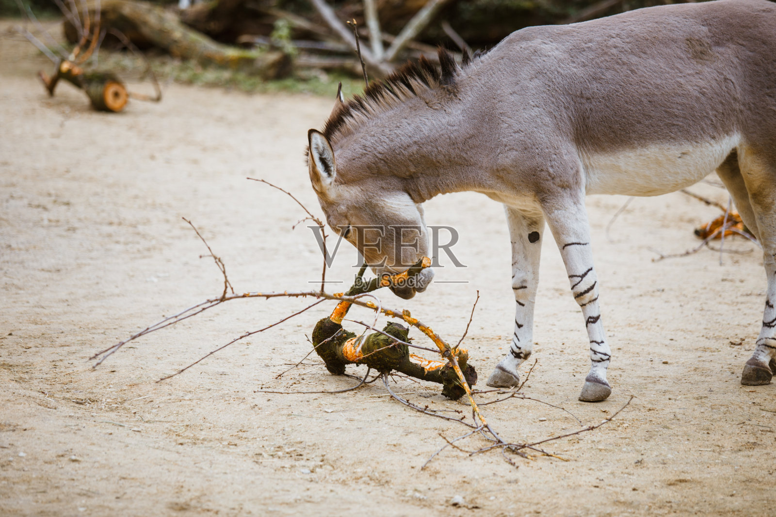 有白色条纹的野驴在动物园里吃东西照片摄影图片