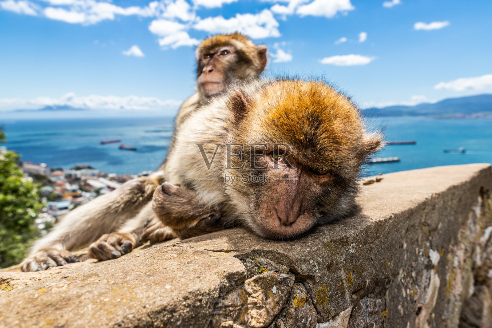 猕猴在直布罗陀照片摄影图片
