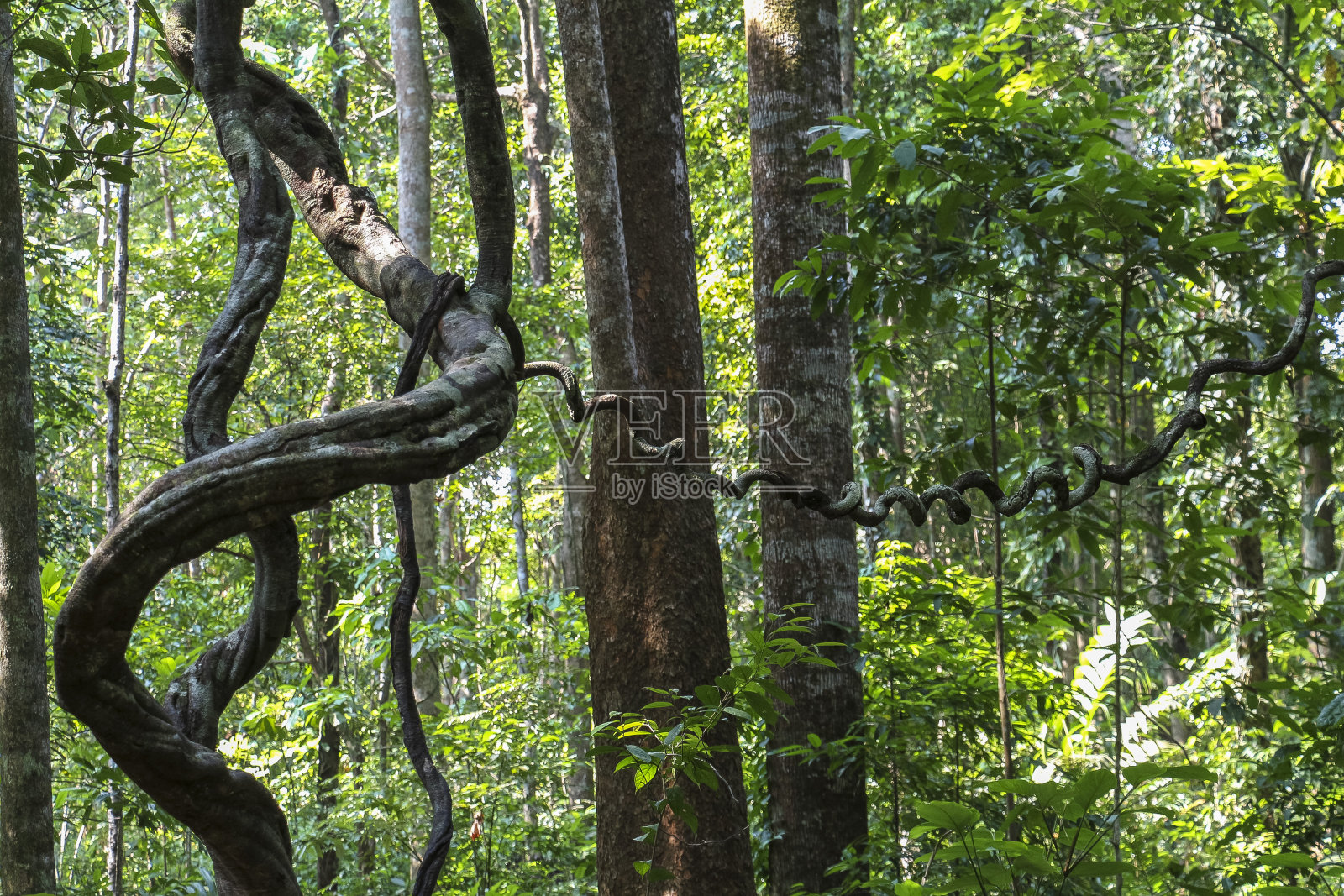 在泰国的丛林里照片摄影图片