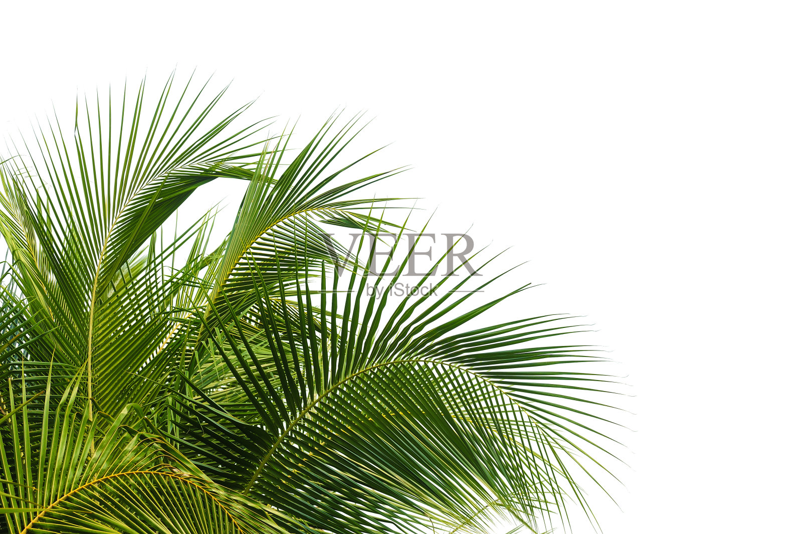 椰子叶孤立在白色照片摄影图片