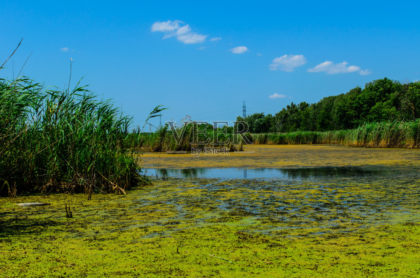 湖面上的绿藻照片摄影图片