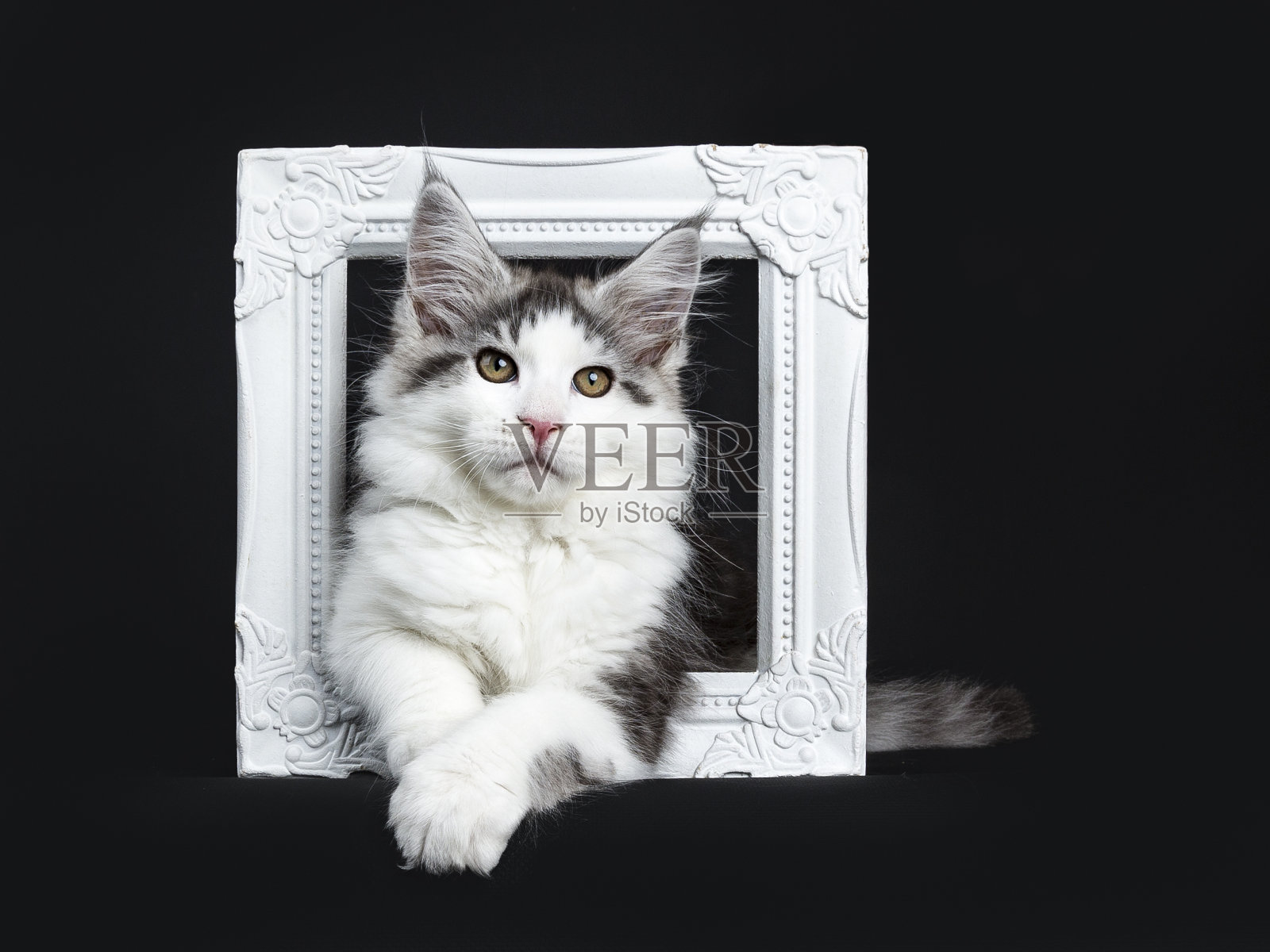 黑色虎斑猫与白色缅因猫/小猫躺在白色相框孤立在黑色背景照片摄影图片