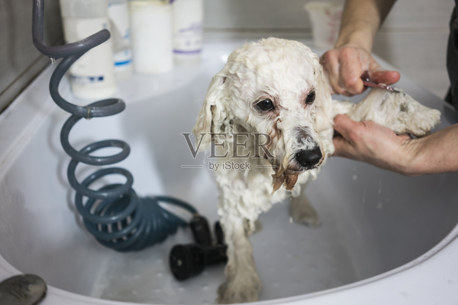 一只狗洗澡照片摄影图片