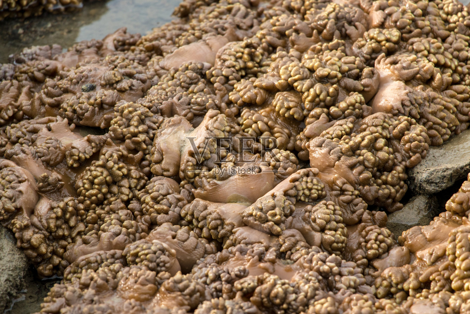 紫堇珊瑚，或软珊瑚，是珊瑚的一个目，不生产碳酸钙骨骼在海洋中教育。照片摄影图片