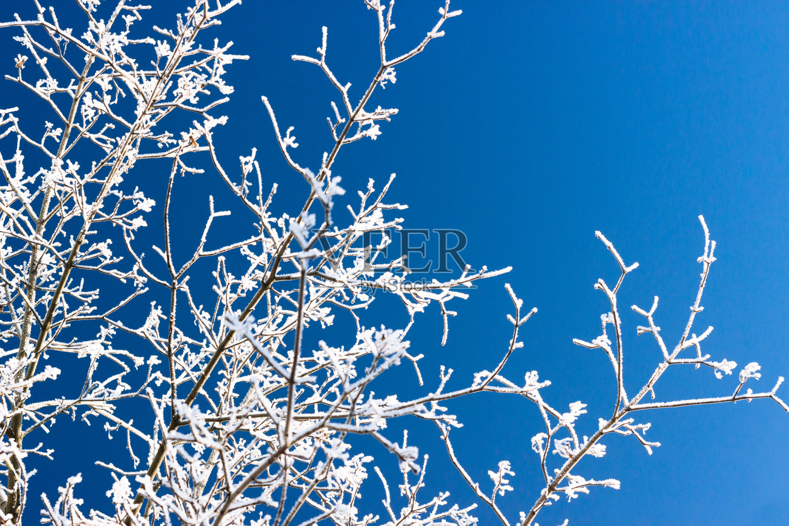 近距离微距树的早午餐与冰冻的雪。冬天的抽象背景。霜自然。照片摄影图片