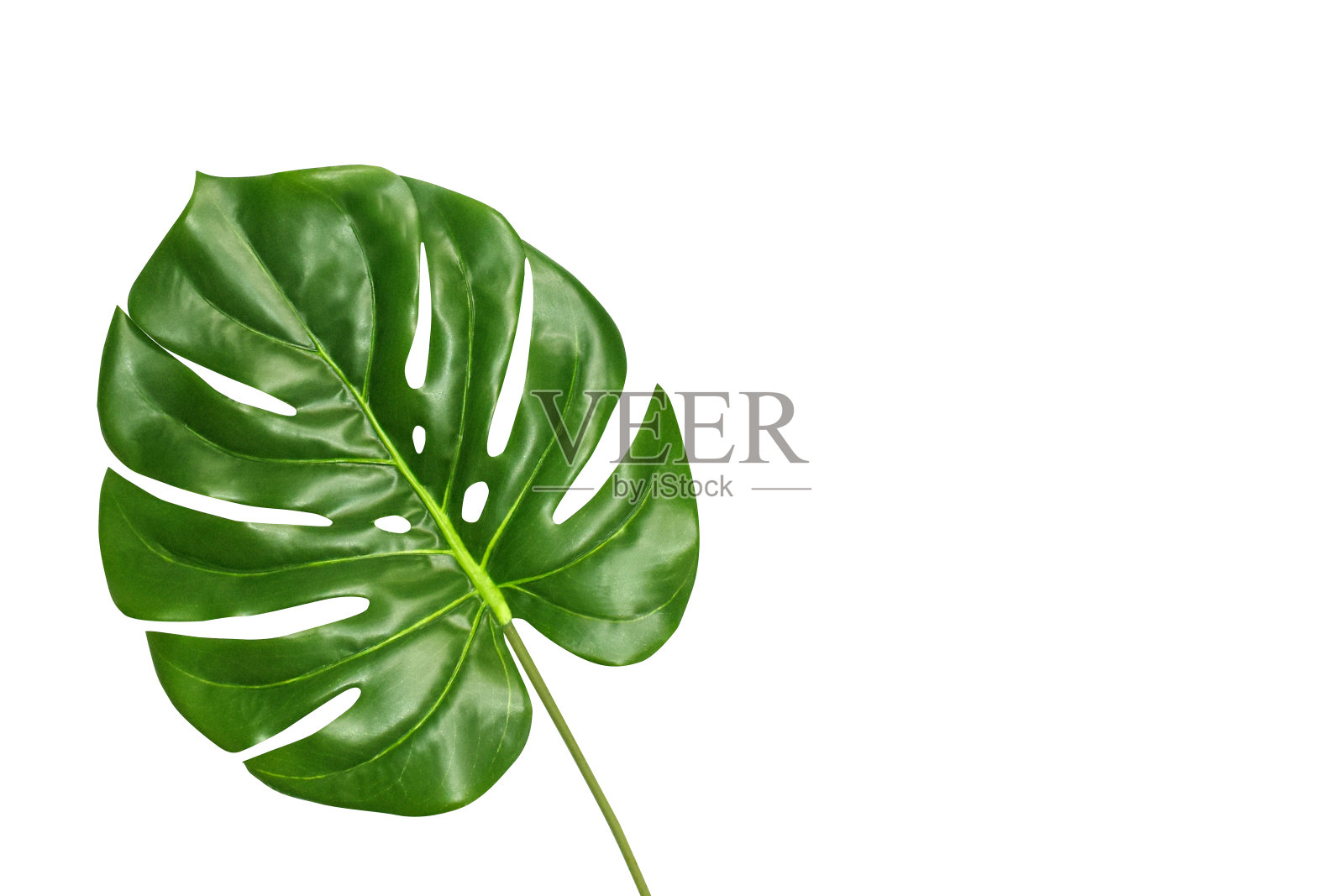 热带叶怪物孤立在白色背景，俯视图。夏季新鲜植物概念与文字空间。照片摄影图片