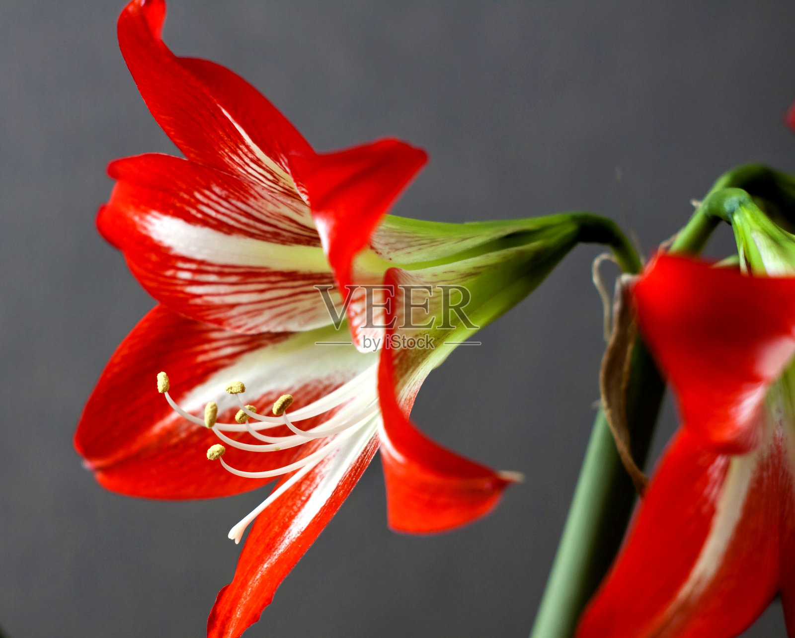 红色的孤挺花，大，聚焦区域狭窄，可见杵和雄蕊，聚焦柔软照片摄影图片