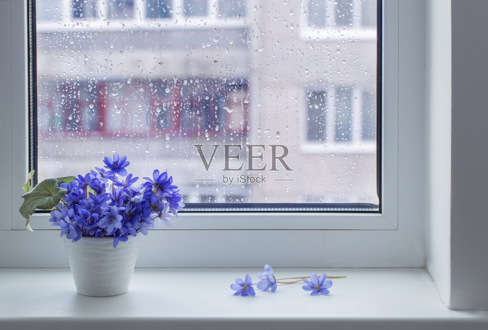 蓝色的春花在窗台上照片摄影图片