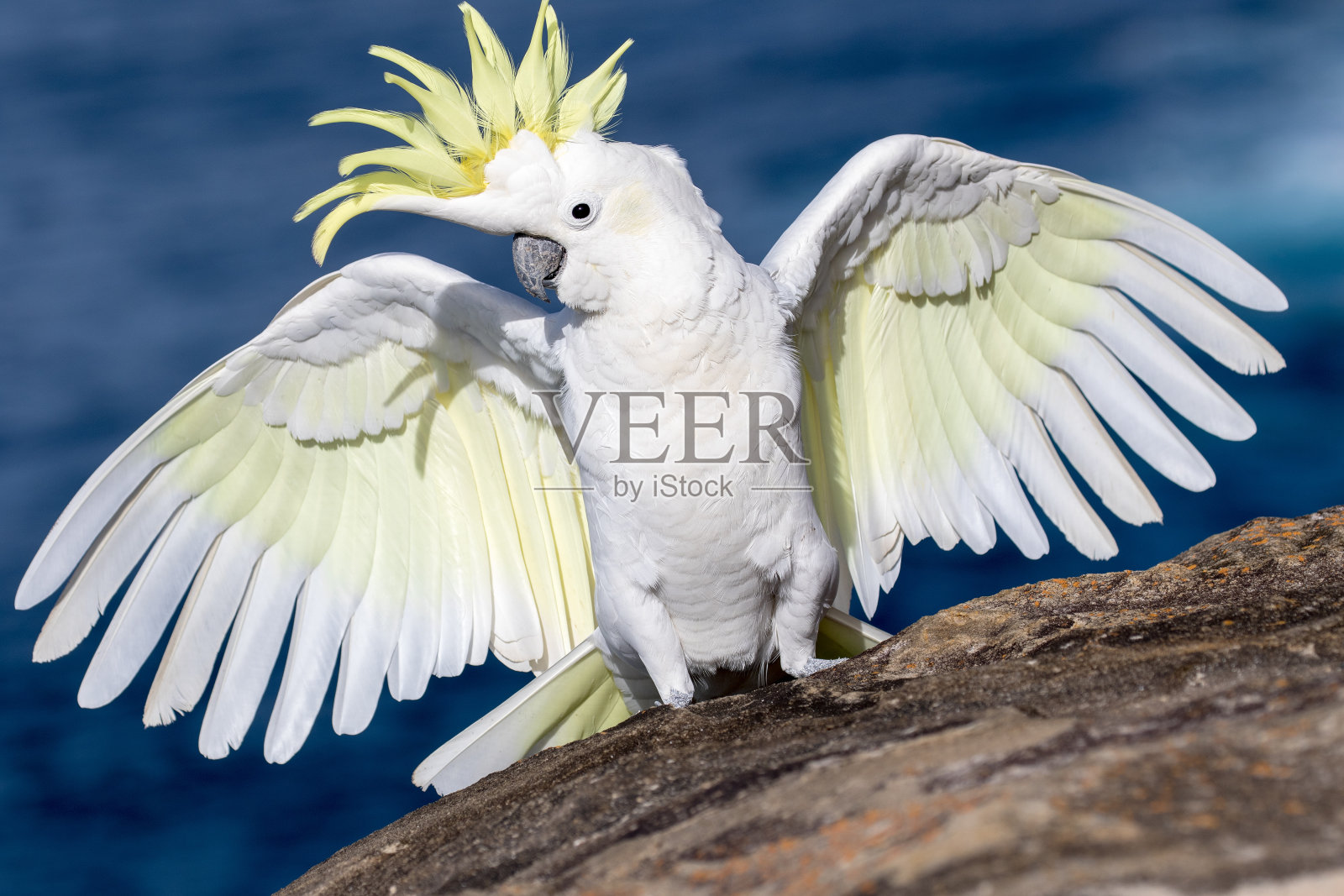 Sulphur-crested风头鹦鹉照片摄影图片