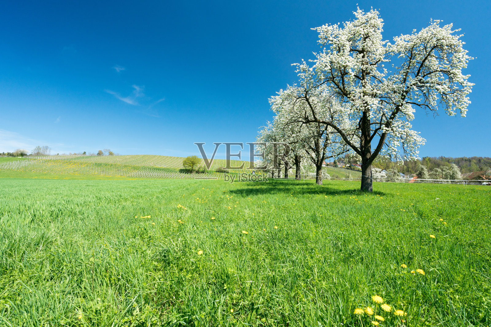 盛开的果树和果园在绿色的田野与黄色的蒲公英和一个小葡萄园的背景照片摄影图片