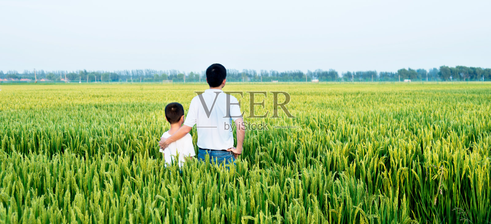 父子俩在稻田里照片摄影图片